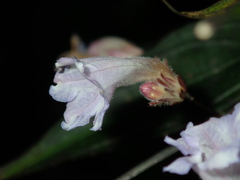 Strobilanthes anisophyllus