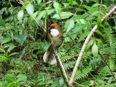 Pterorhinus ruficeps