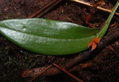 Specklinia fulgens