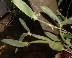 Scaphyglottis fasciculata