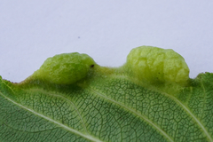 Trichochermes walkeri