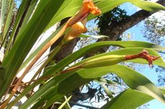 Maxillaria egertoniana