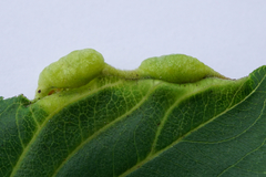 Trichochermes walkeri