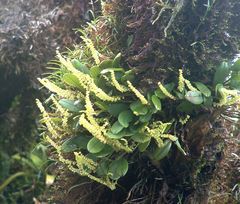 Stelis parvula