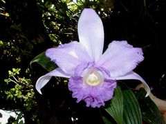 Sobralia warszewiczii