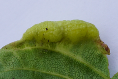 Trichochermes walkeri