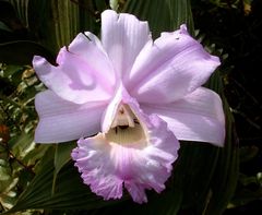 Sobralia warszewiczii