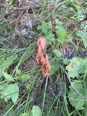 Corallorhiza striata