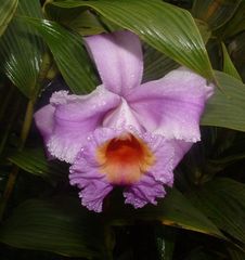 Sobralia warszewiczii
