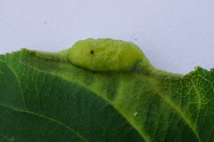 Trichochermes walkeri