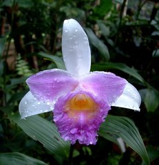 Sobralia warszewiczii