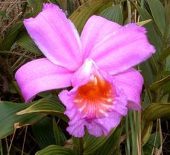 Sobralia warszewiczii