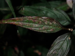 Strobilanthes anisophyllus