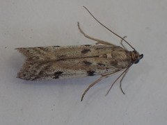 Phycitodes binaevella