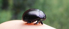 Chrysolina sturmi