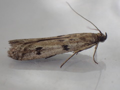 Phycitodes binaevella