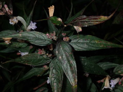 Strobilanthes anisophyllus