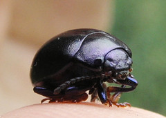 Chrysolina sturmi