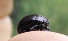 Chrysolina sturmi