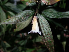 Strobilanthes anisophyllus
