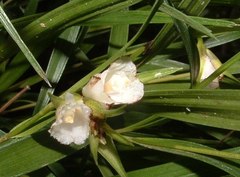 Elleanthus caricoides