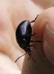 Chrysolina sturmi