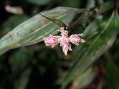 Strobilanthes anisophyllus