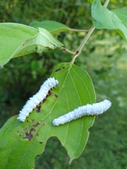 Macremphytus tarsatus