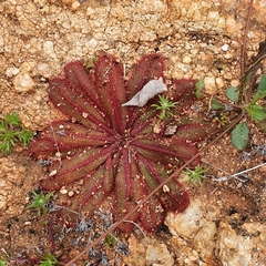 Drosera major