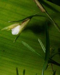 Elleanthus poiformis