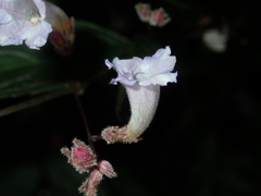 Strobilanthes anisophyllus