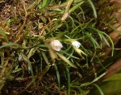 Elleanthus poiformis