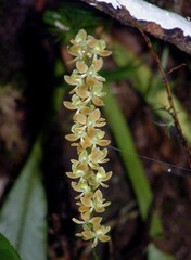 Epidendrum laucheanum