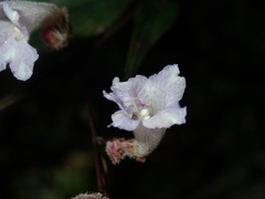 Strobilanthes anisophyllus