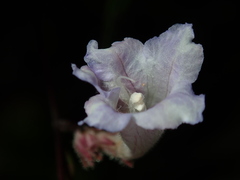 Strobilanthes anisophyllus