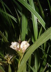 Elleanthus caricoides