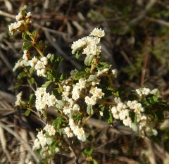 Spyridium parvifolium
