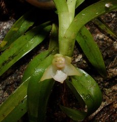 Dichaea brachyphylla