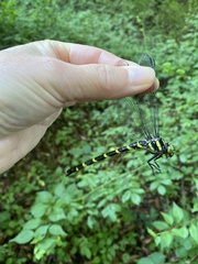 Cordulegaster erronea