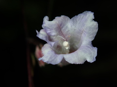 Strobilanthes anisophyllus