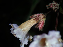Strobilanthes anisophyllus