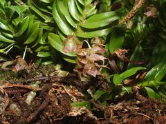 Dichaea brachyphylla