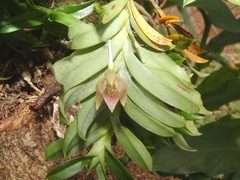 Dichaea brachyphylla