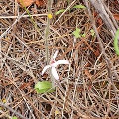 Caladenia hirta