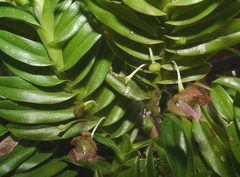 Dichaea brachyphylla