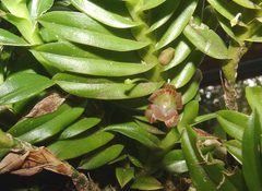 Dichaea brachyphylla