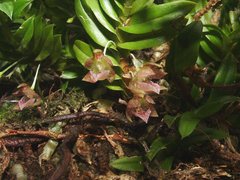 Dichaea brachyphylla