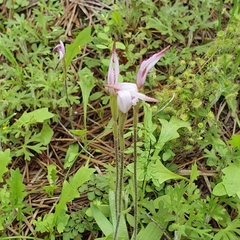 Caladenia hirta