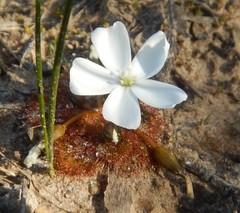 Drosera whittakeri