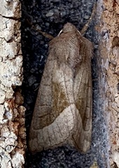 Hydraecia micacea